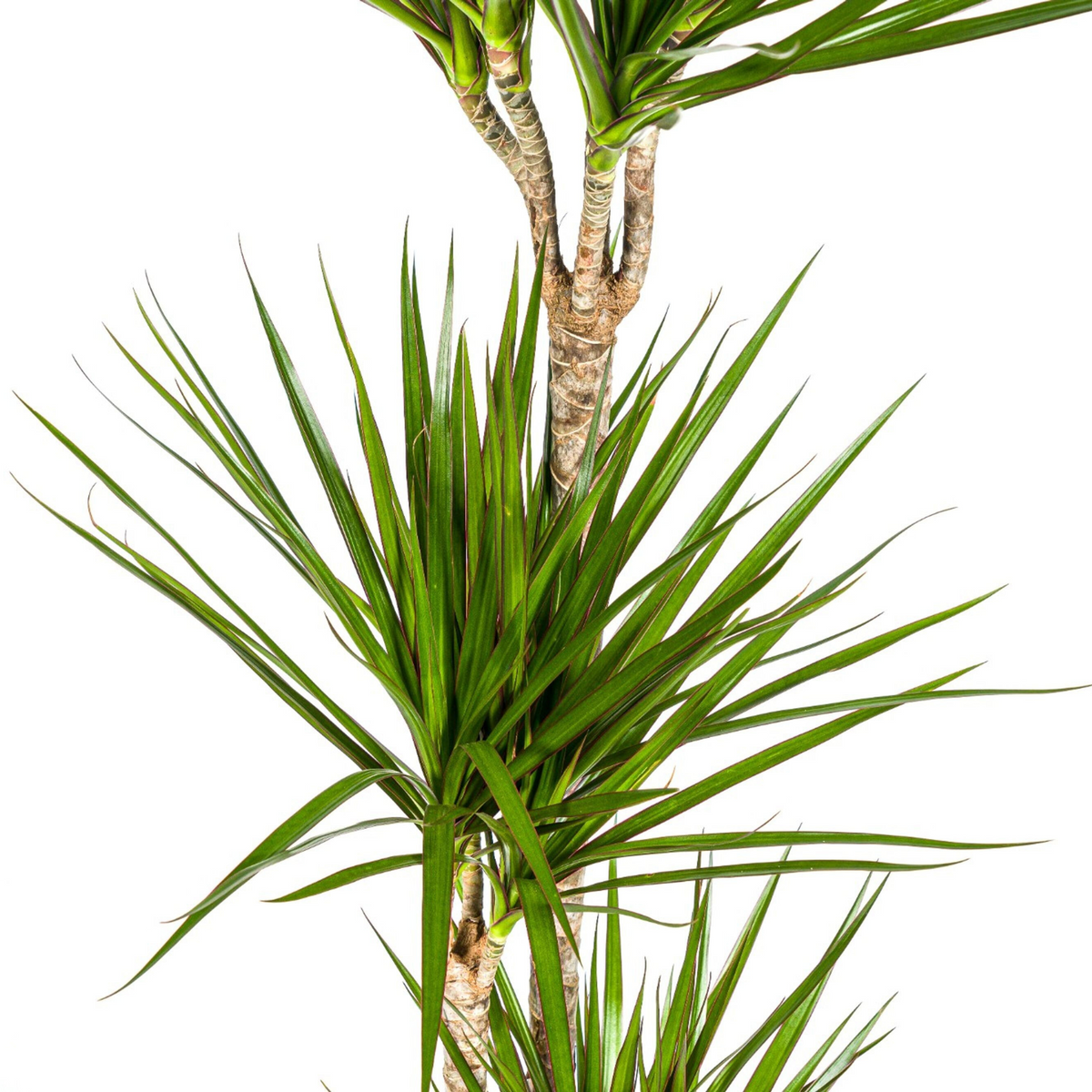 Dracaena marginata Green (drakenboom) met mand – Ø24 cm, 130–150 cm hoog