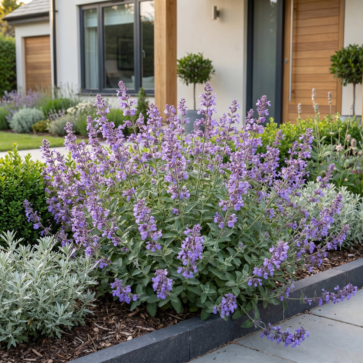 Nepeta faassenii 'Walker’s Low' (menthe-des-chats) – bleu – 24 plantes, Ø11 cm, 15–25 cm de haut – photo 6