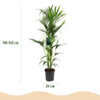 Howea forsteriana (kentiapalm) – Ø24 cm, 140–150 cm hoog