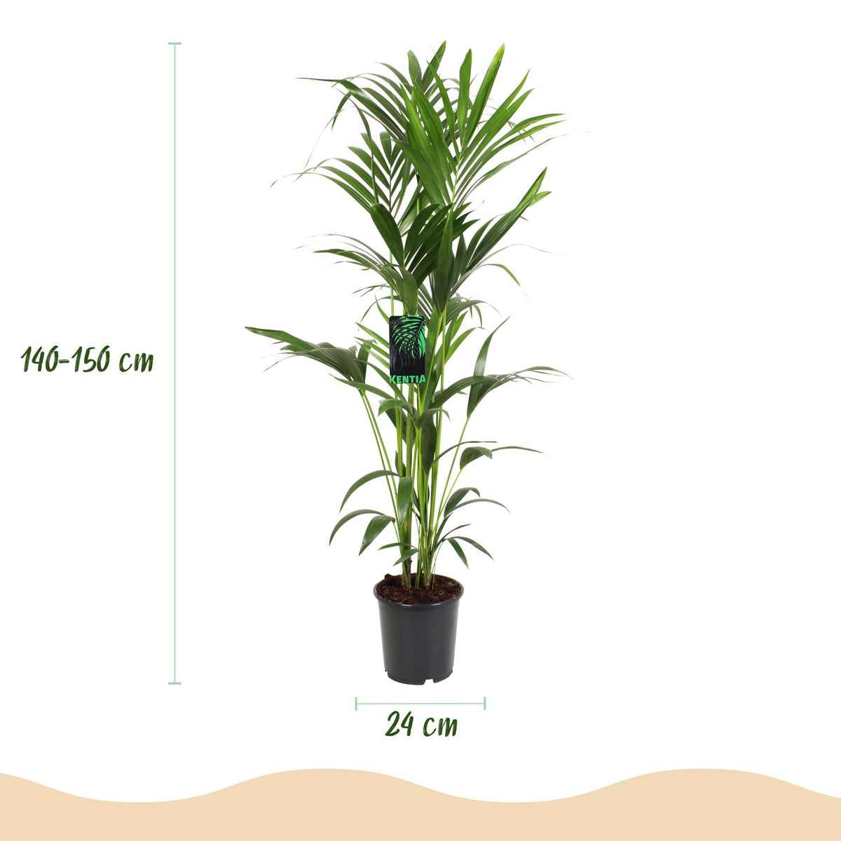 Howea forsteriana (kentiapalm) – Ø24 cm, 140–150 cm hoog