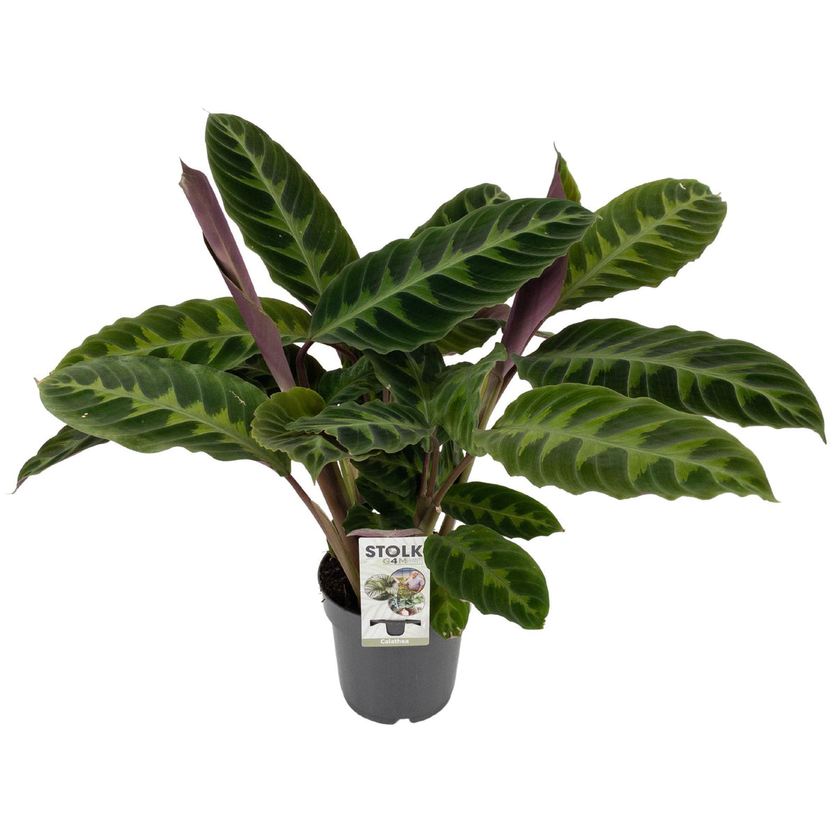 Calathea warscewiczii – Ø 14 cm, 50 cm de haut
