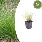 Sesleria autumnalis (Blaugräser) – 6 Pflanzen, Ø 9 cm, 10–25 cm hoch