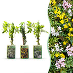 Jasminum 'Tricolour' (three-colored jasmine) – yellow-white-pink – 6 plants, Ø9 cm, 35 cm high