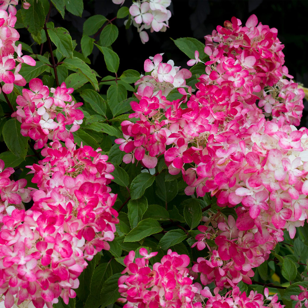 Hydrangea panniculata 'Pink Diamond' (hortensia) – rose-blanc – 3 plantes, Ø17 cm, 50 cm de haut – photo 4