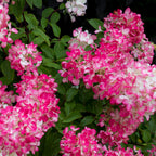 Hydrangea panniculata 'Pink Diamond' (hortensia) – rose-blanc – 3 plantes, Ø17 cm, 50 cm de haut