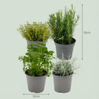 Kruidenplanten – 8 planten, Ø12 cm, 15 cm hoog