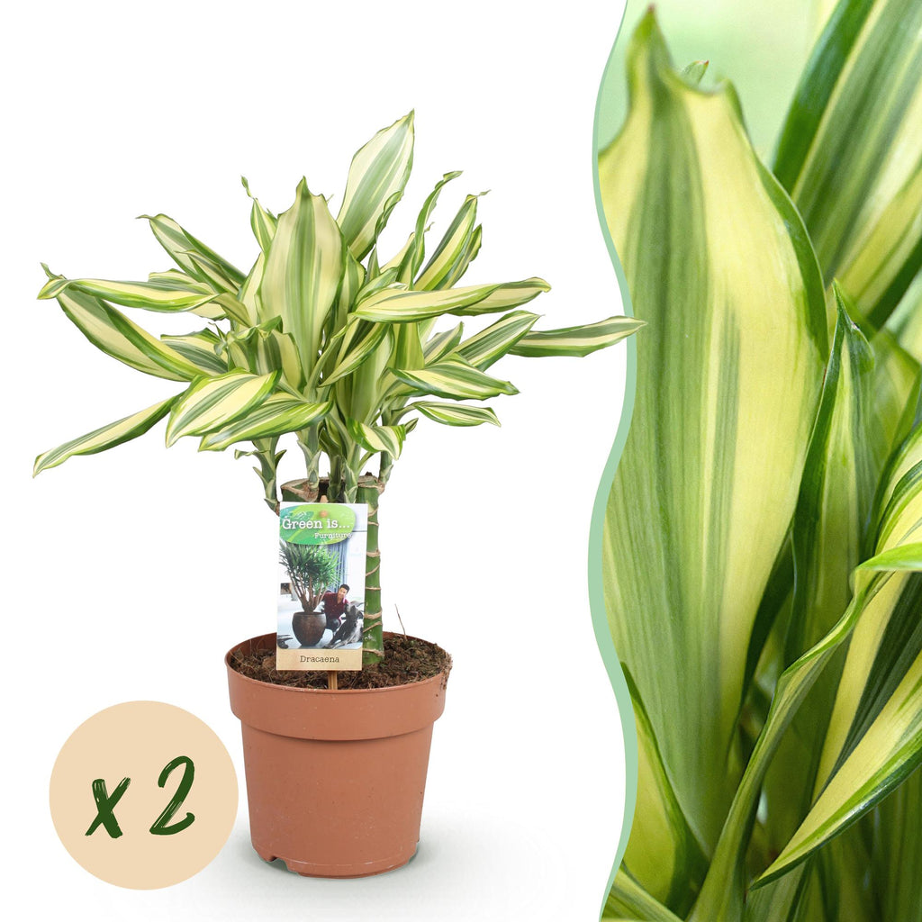 2× Dracaena fragrans Diamond Dream (drakenboom) – Ø17 cm, 50–55 cm hoog
