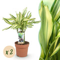 2× Dracaena fragrans Diamond Dream (drakenboom) – Ø17 cm, 50–55 cm hoog