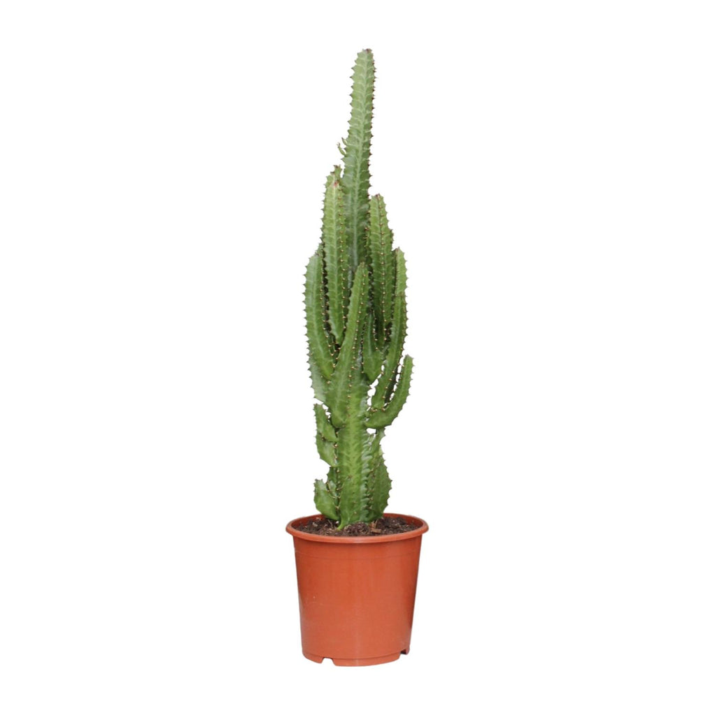 Euphorbia Trigona – Ø17 cm, 70 cm høj