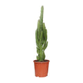 Euphorbia Trigona – Ø17 cm, 70 cm høj
