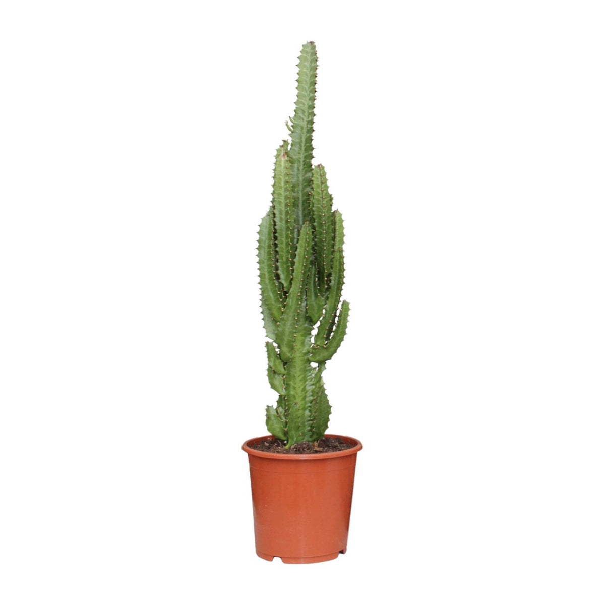 Euphorbia Trigona – Ø17 cm, 70 cm hoog
