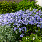 Phlox 'Emerald Cushion Blue-' (Leuchterblume) – 6 Pflanzen, Ø9 cm, 10–25 cm hoch
