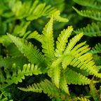 Polystichum-Set. 'Herrenhausen-' (Adlerfarn) – 48 Pflanzen, Ø9 cm, 10–25 cm hoch