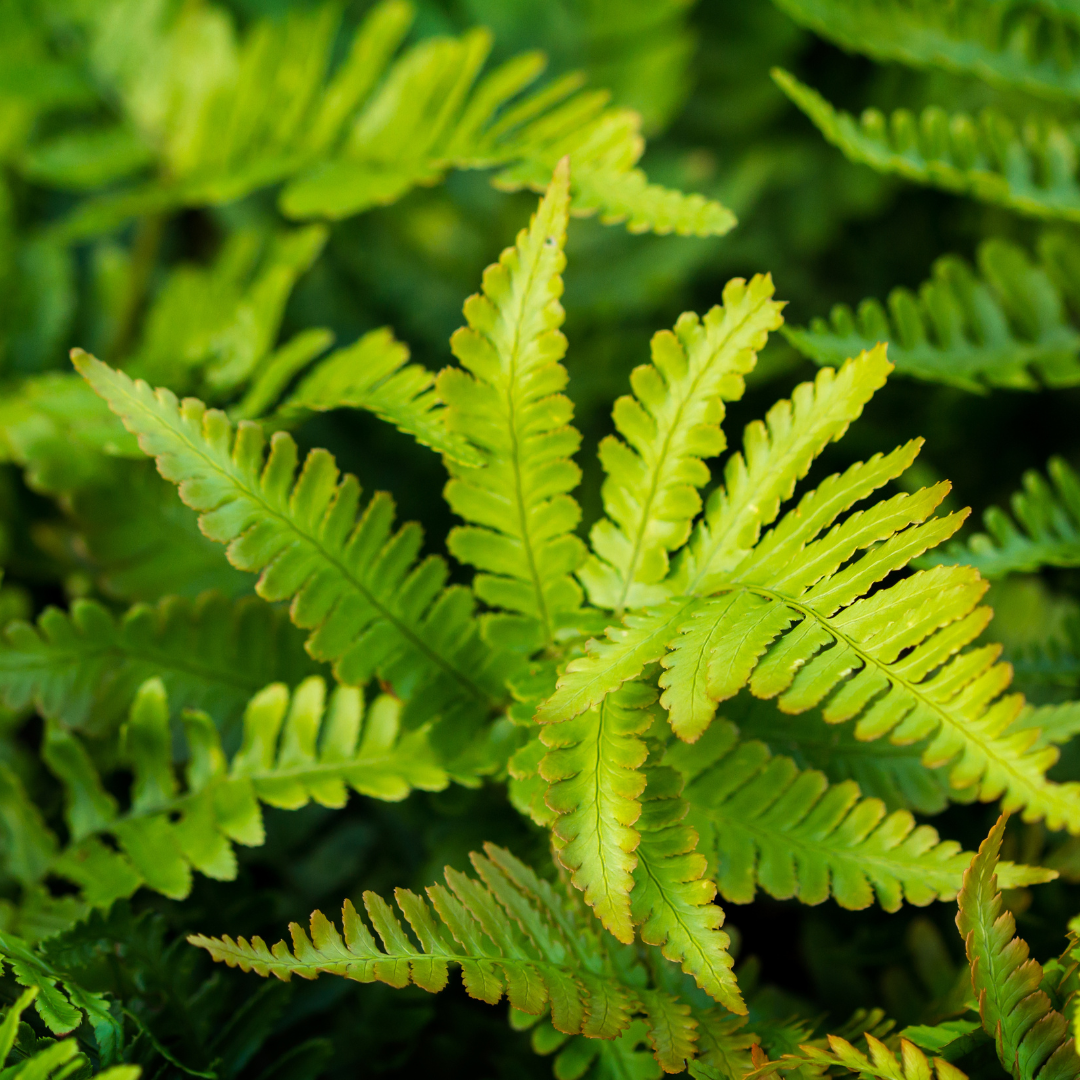 Polystichum-Set. 'Herrenhausen-' (Adlerfarn) – 48 Pflanzen, Ø9 cm, 10–25 cm hoch – Bild 7