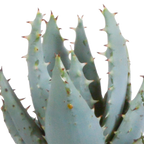 Gasteria/Haworthia mix – Ø6 cm, 13 cm hoog