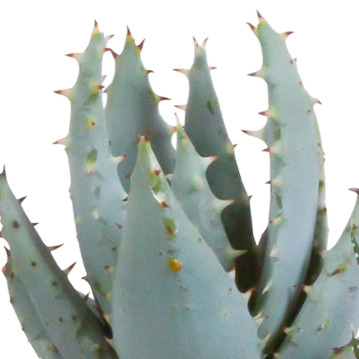 Gasteria/Haworthia mix – Ø6 cm, 13 cm hoog