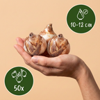 Narcisse 'Tête-à-Tête' – 50 bulbes (calibre 10/12)