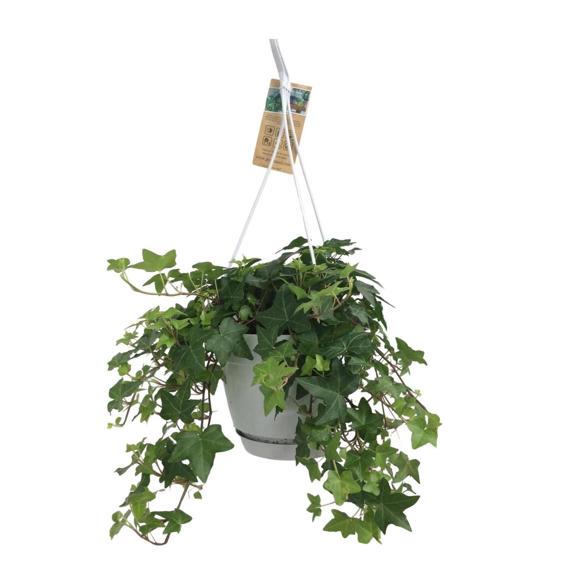 Hedera Helix Groen (klimop) – Ø17 cm – foto 2