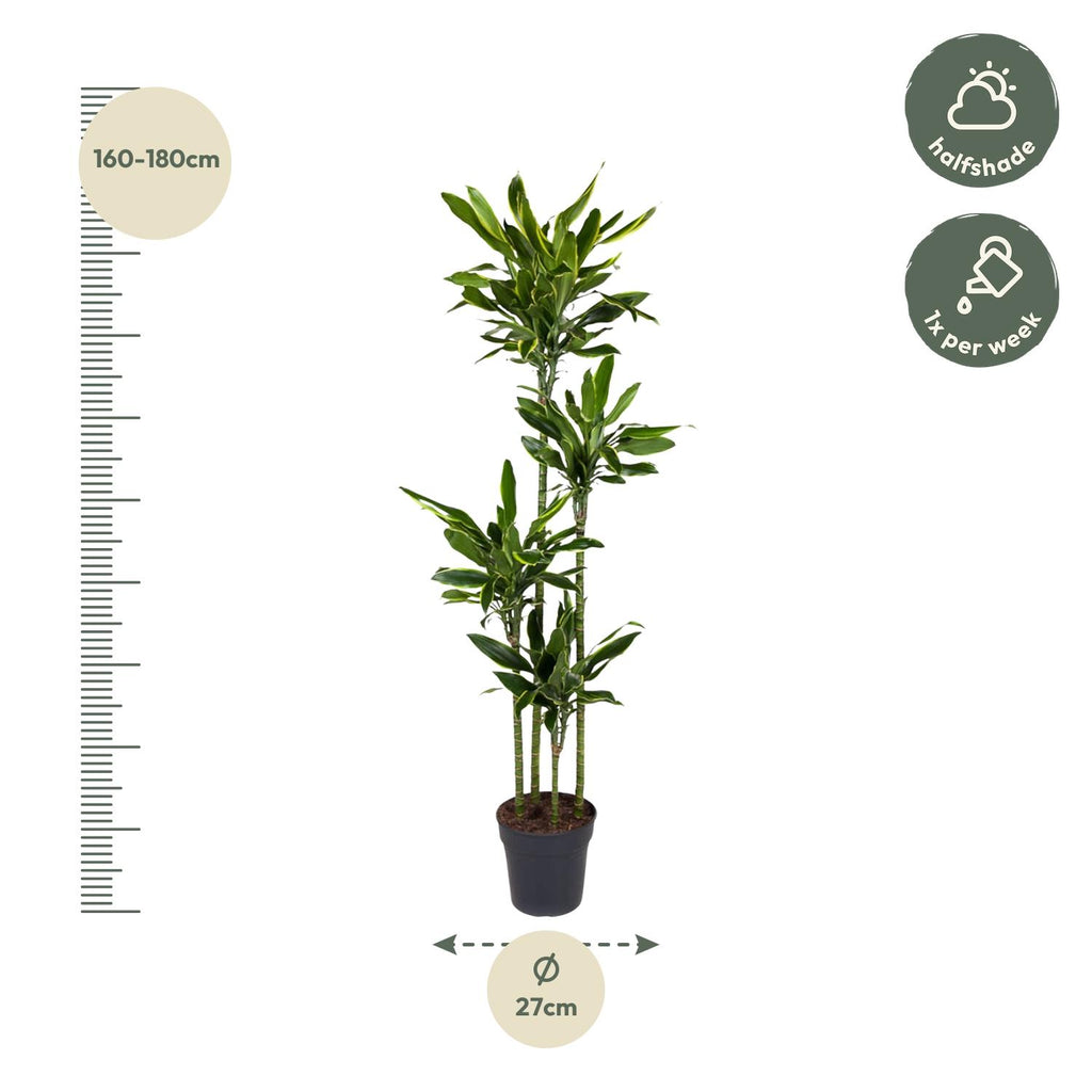 Dracaena Golden Coast (drakenboom) – Ø27 cm, 170 cm hoog