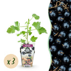 Ribes 'Jostabes' (currant bush) – 3 plants, Ø9 cm, 35 cm high