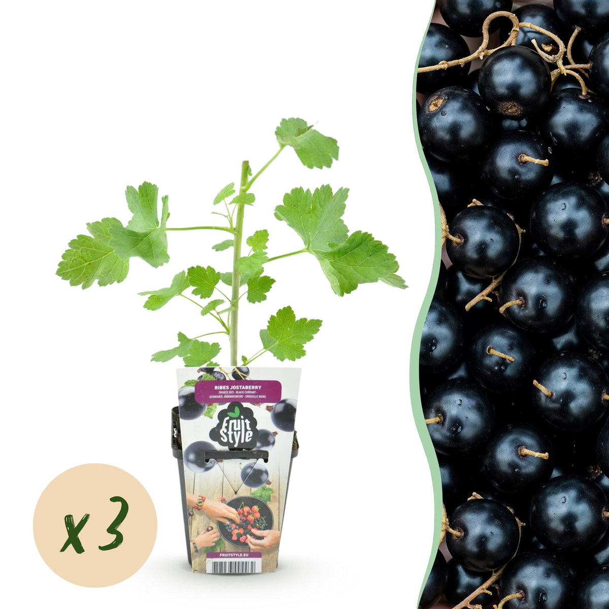 Ribes 'Jostabes' (bessenstruik) – 3 planten, Ø9 cm, 35 cm hoog