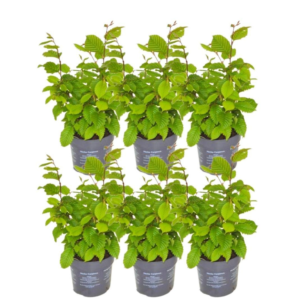 Carpinus betulus (haagbeuk) – 6 planten, 25 cm hoog