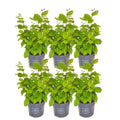 Carpinus betulus (haagbeuk) – 6 planten, 25 cm hoog