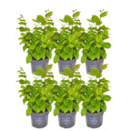 Carpinus betulus (haagbeuk) – 6 planten, 25 cm hoog