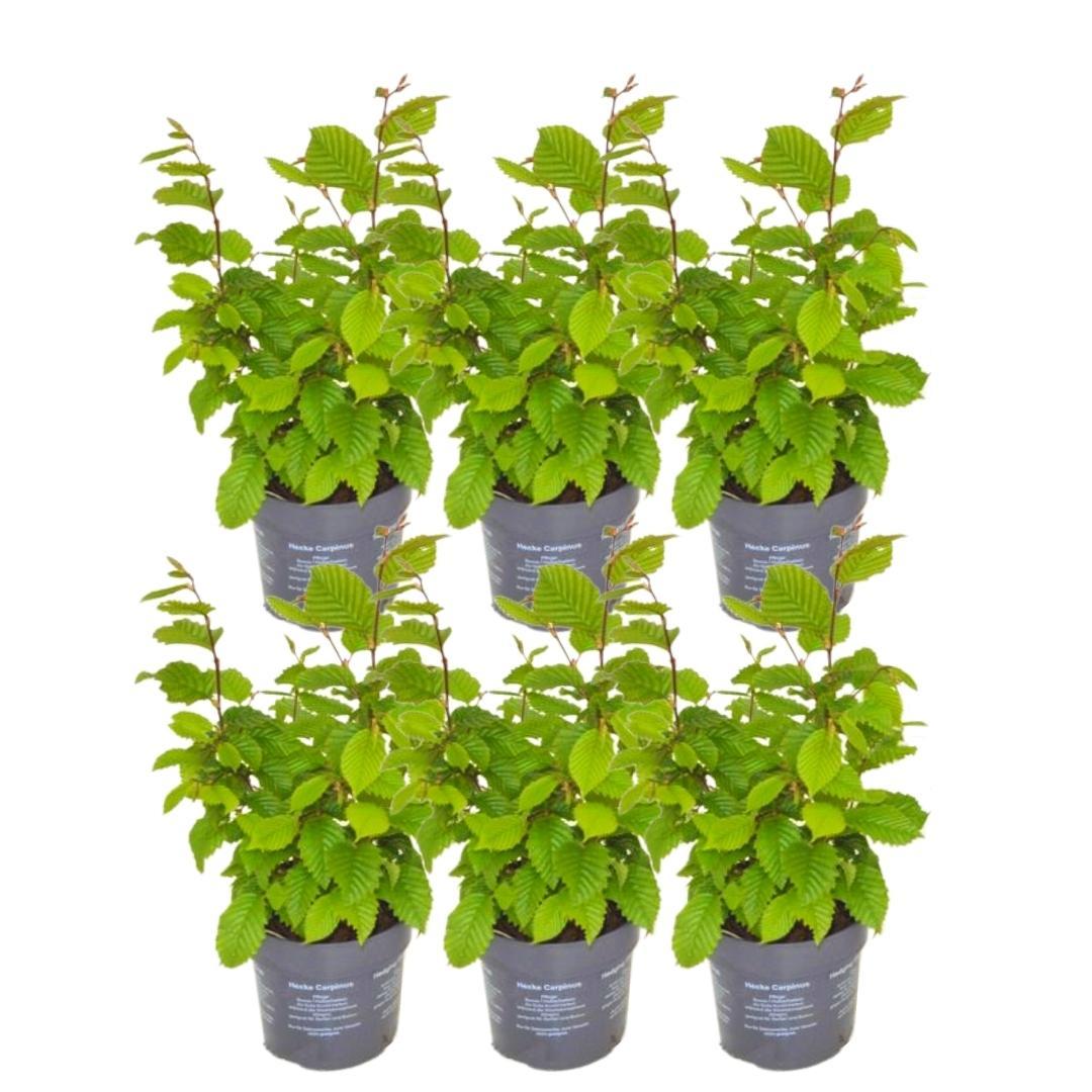 Carpinus betulus (haagbeuk) – 6 planten, 25 cm hoog