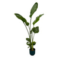 Strelitzia nicolai (witte paradijsvogelbloem) in Vibes Fold Round-sierpot blauw – Ø18 cm, 100 cm hoog
