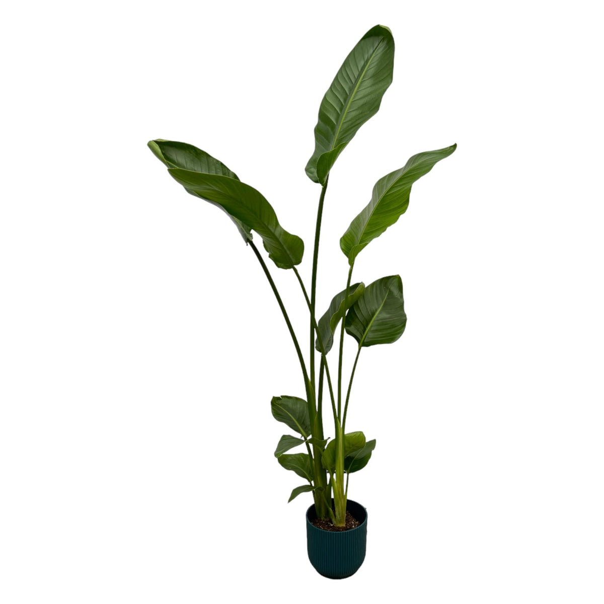 Strelitzia nicolai (witte paradijsvogelbloem) in Vibes Fold Round-sierpot blauw – Ø18 cm, 100 cm hoog