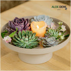 ROOTLESS Echeveria Medium Mix GIY Box – Ø19 cm, 5 cm høj