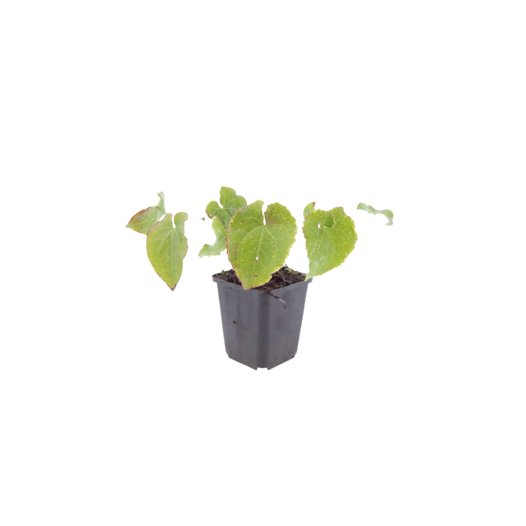 Epimedium perralc. 'Frohnleiten' (Elfenblume) – 60 Pflanzen, Ø9 cm, 10–25 cm hoch – Bild 2