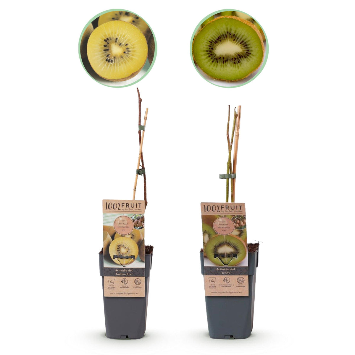 Actinidia deliciosa 'Jenny &amp; Golden Kiwi' (kiwi plant) – 2 plants, Ø15 cm, 50 cm high – photo 2