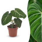 Philodendron gloriosum – Ø 12 cm, 25 cm de haut