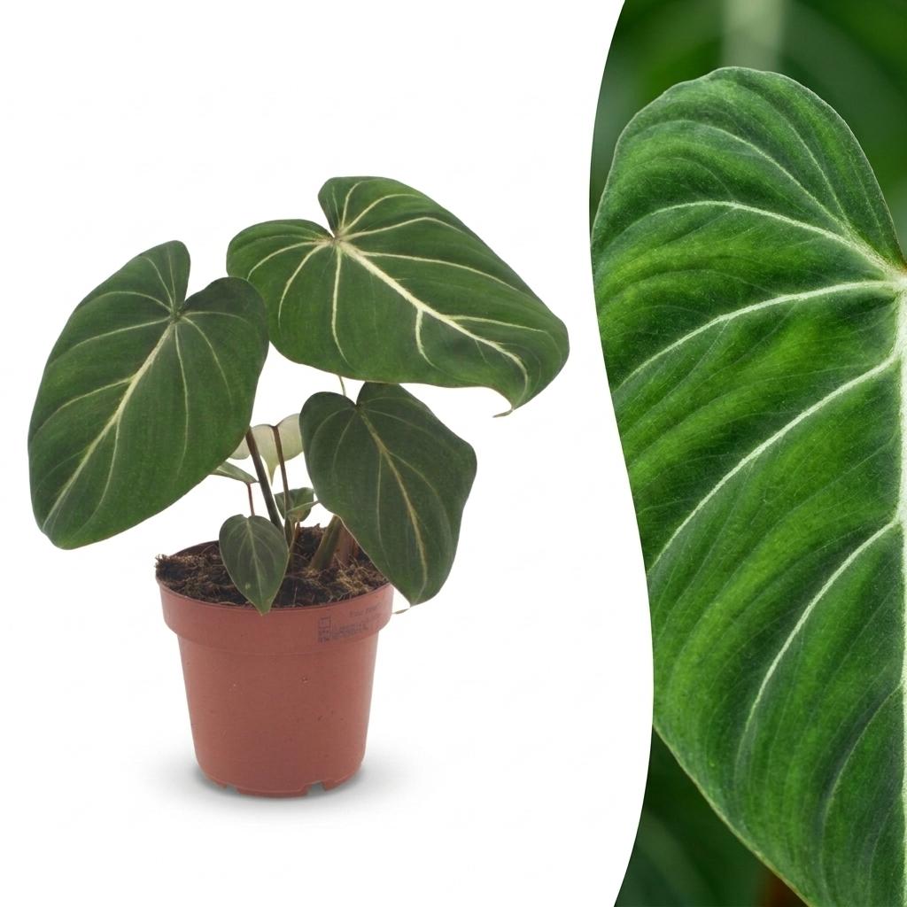 Philodendron gloriosum – Ø 12 cm, 25 cm de haut