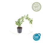 Vinca major 'Variegata' (Gewöhnlicher Efeu) – 24 Pflanzen, Ø9 cm, 10–25 cm hoch