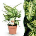 Diefenbachia Compacta (Dracaena) – Ø17 cm, 45–50 cm hoog