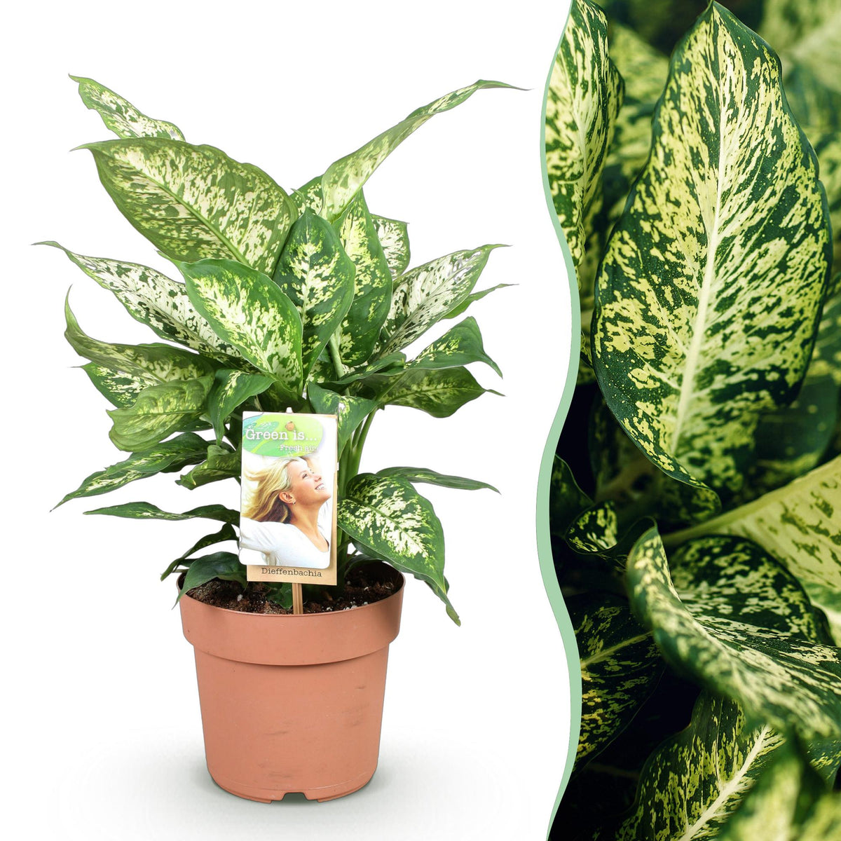 Diefenbachia Compacta (Dracaena) – Ø17 cm, 45–50 cm hoog