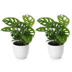2× Monstera adansonii (Mini-Monstera) im weißen Zier-Terrakotta-Topf – Ø 12 cm, 25 cm hoch