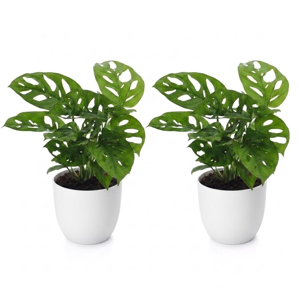 2× Monstera adansonii (Mini-Monstera) im weißen Zier-Terrakotta-Topf – Ø 12 cm, 25 cm hoch