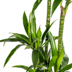 Dracaena Deremensis Lisa (arbre dragonnier) – Ø24 cm, 130–150 cm de haut