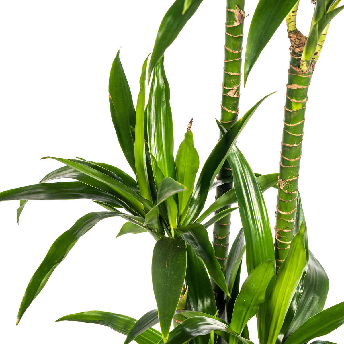 Dracaena Deremensis Lisa (drakenboom) – Ø24 cm, 130–150 cm hoog