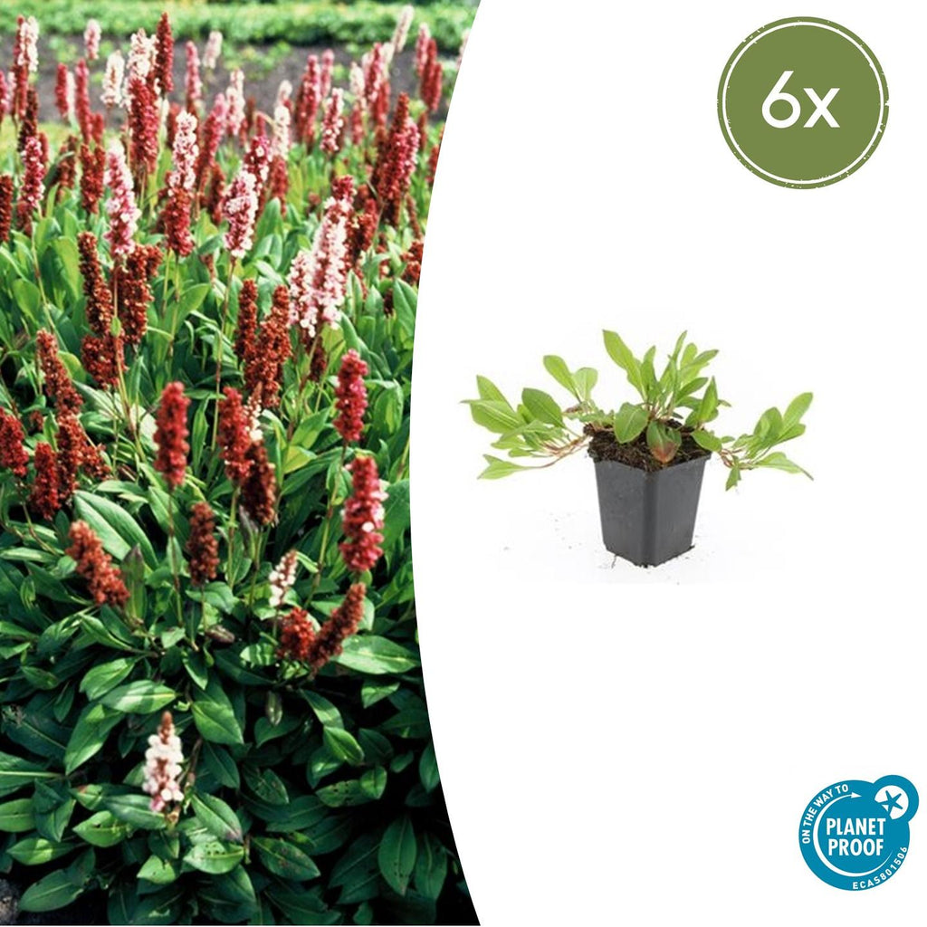 Persicaria aff. 'Darjeeling Red' (knotweed) – 6 plants, Ø9 cm, 10–25 cm high – photo 2