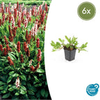Persicaria aff. 'Darjeeling Red' (knotweed) – 6 plants, Ø9 cm, 10–25 cm high