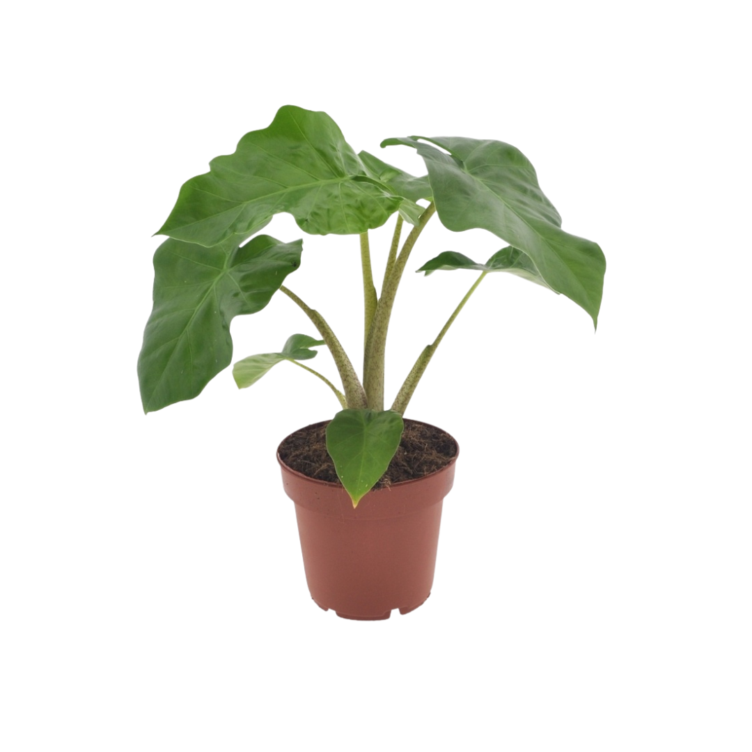 Alocasia Low Raider (oreille d'éléphant) – Ø12 cm, 40 cm de haut