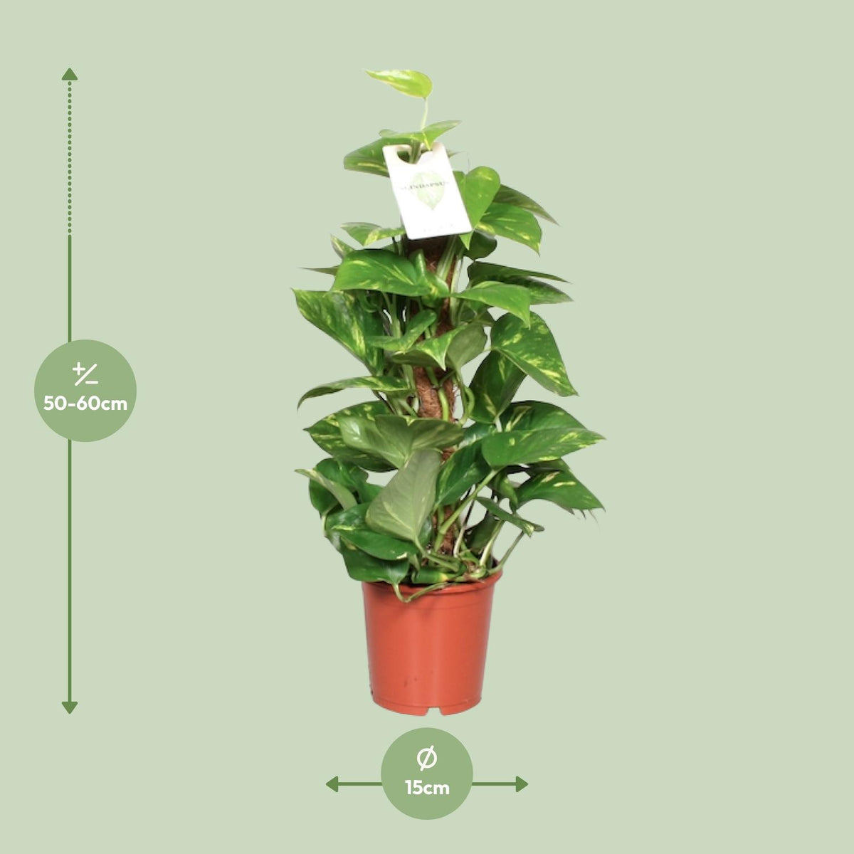 Epipremnum aureum (scindapsus) – Ø15 cm, 60 cm høj