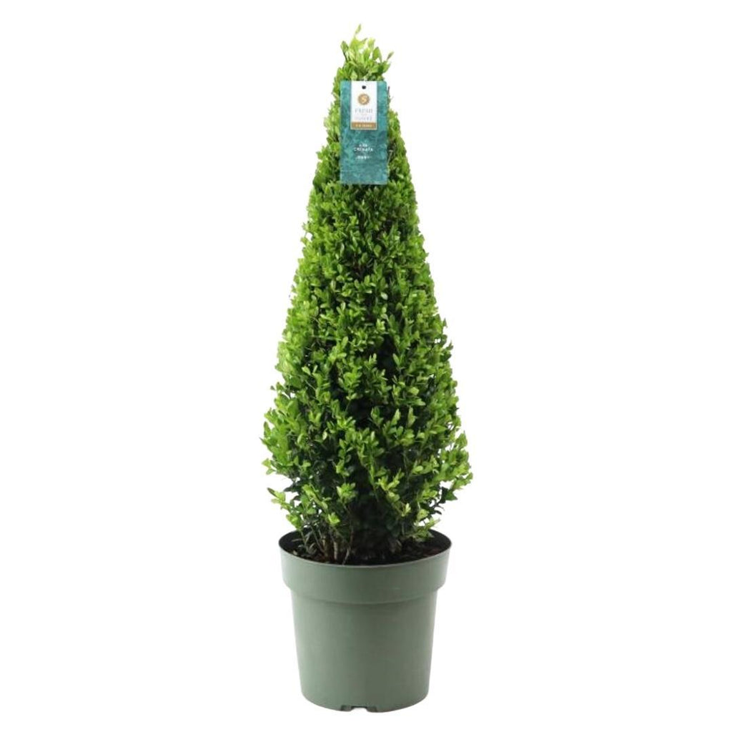 Ilex-Pyramide (Stechpalme) – Ø 21 cm, 55 cm hoch – Bild 4