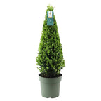 Ilex-Pyramide (Stechpalme) – Ø 21 cm, 55 cm hoch