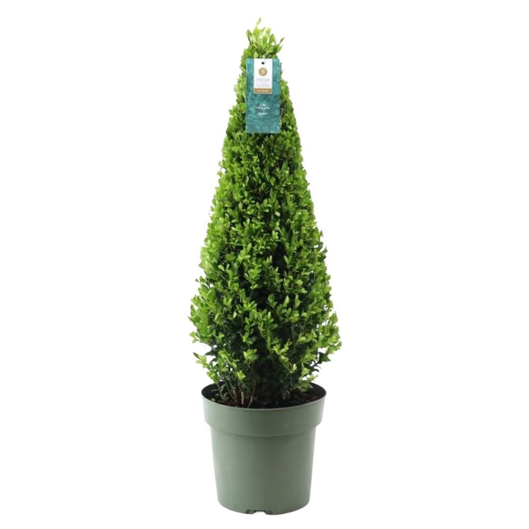 Ilex-Pyramide (Stechpalme) – Ø 21 cm, 55 cm hoch – Bild 4